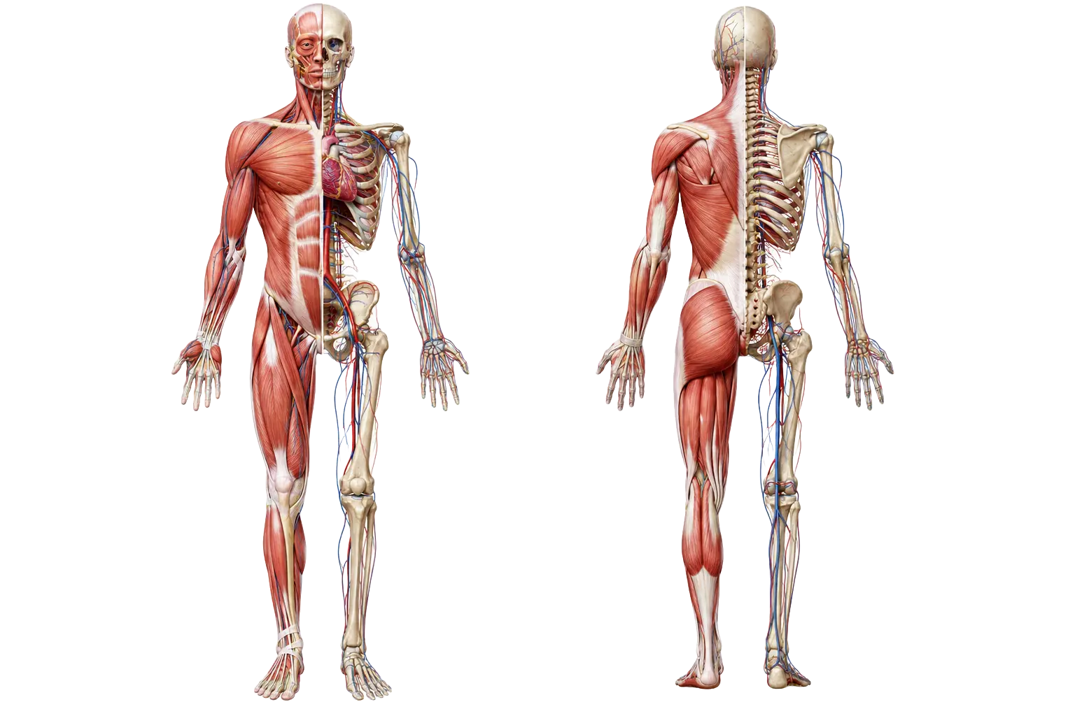 Sistema muscular e esquelético — vistas anterior e posterior